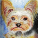 "The Yorkshire Terrier", pastel on paper, 24 x 30