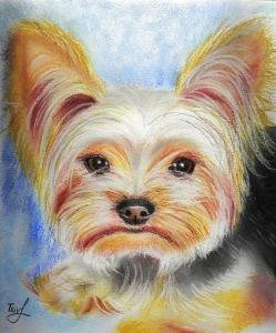 "The Yorkshire Terrier", pastel on paper, 24 x 30
