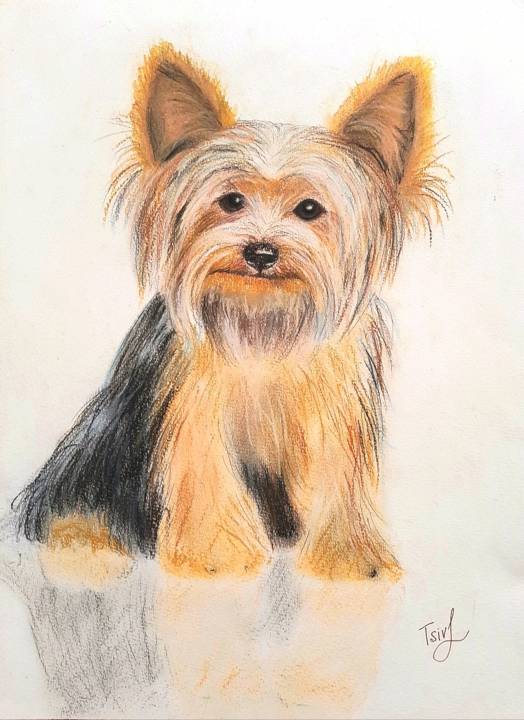 'The Yorkshire Terrier'', pastel on paper,  30 x 40