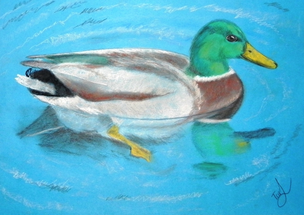 'The Swimming Duck', pastel on paper,  34 x 48
