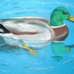 "The Swimming Duck", pastel on paper,  34 x 48