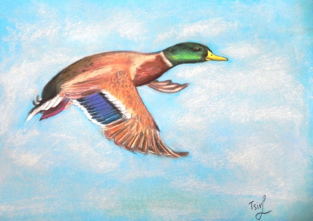 'The Flying Duck', pastel on paper  34 x 48