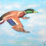 "The Flying Duck", pastel on paper  34 x 48