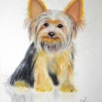 "The Yorkshire Terrier'', pastel on paper,  30 x 40