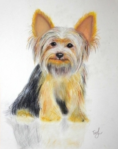 "The Yorkshire Terrier'', pastel on paper,  30 x 40